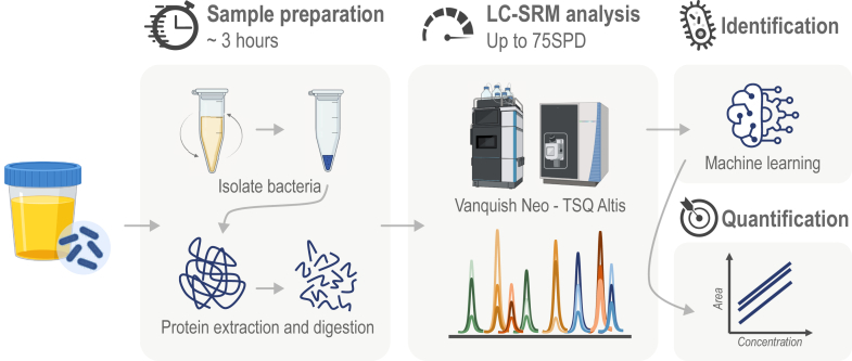 LC-SRM Combined With Machine Learning Enables Fast Identification and Quantification of Bacterial Pathogens in Urinary Tract Infections.