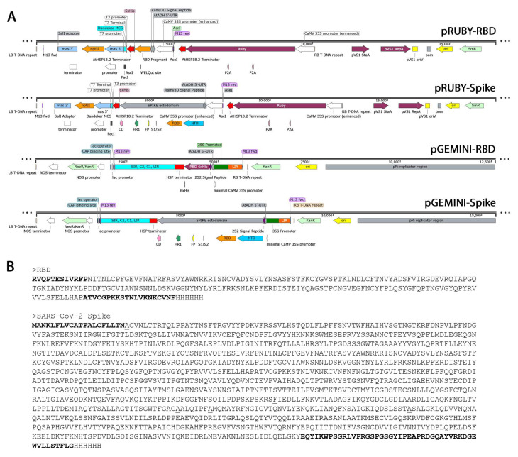 Leveraging Walnut Somatic Embryos as a Biomanufacturing Platform for Recombinant Proteins and Metabolites.
