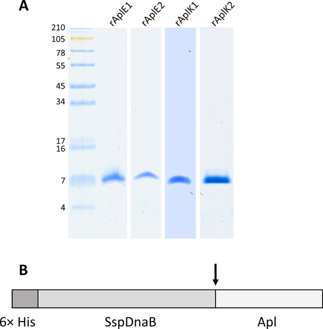 Molecular Characterization of Ancient Prosaposin-like Proteins from the Protist <i>Dictyostelium discoideum</i>.