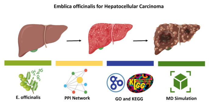 Exploring the therapeutic potential of <i>Emblica officinalis</i> natural compounds against hepatocellular carcinoma (HCC): a computational approach.
