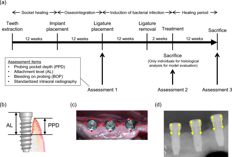 Brain-derived neurotrophic factor promotes bone regeneration in a canine model of peri-implantitis.