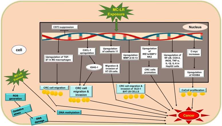 Role of cyanotoxins in the development and promotion of cancer.