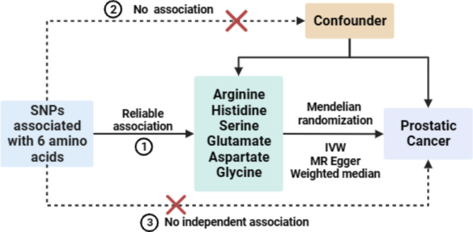 The causal effect of serum amino acids on the risk of prostate cancer: a two-sample mendelian randomization study.