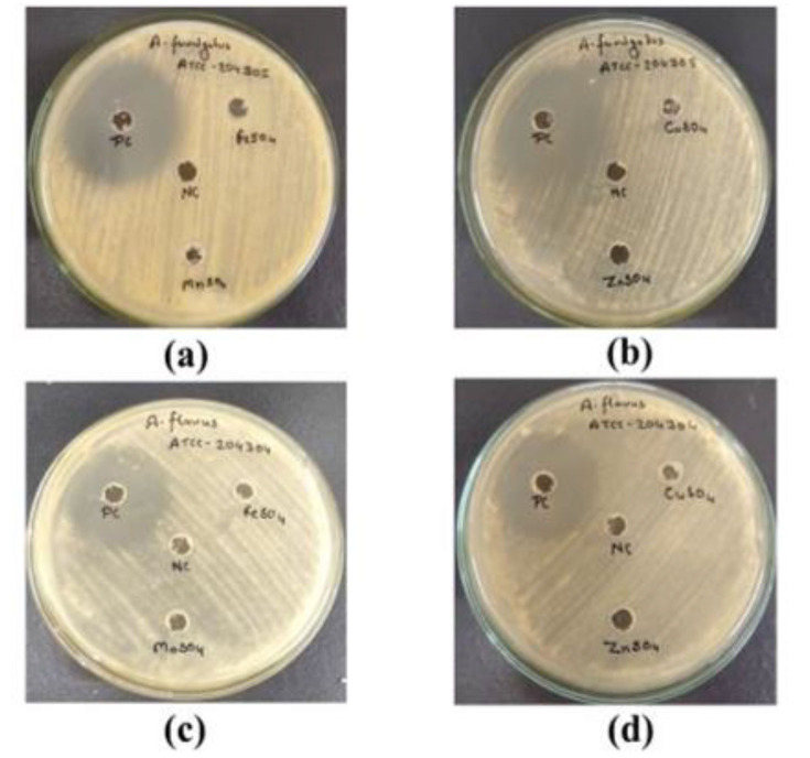 <i>In vitro</i> enrichment of trace elements promotes rapid germination of <i>Aspergillus</i> conidia: a clinical concern for immunosuppressed and hyperglycemic patients.
