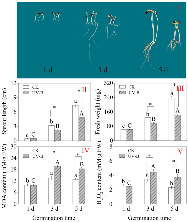 Ultraviolet-B Radiation Stimulates Flavonoid Biosynthesis and Antioxidant Systems in Buckwheat Sprouts.