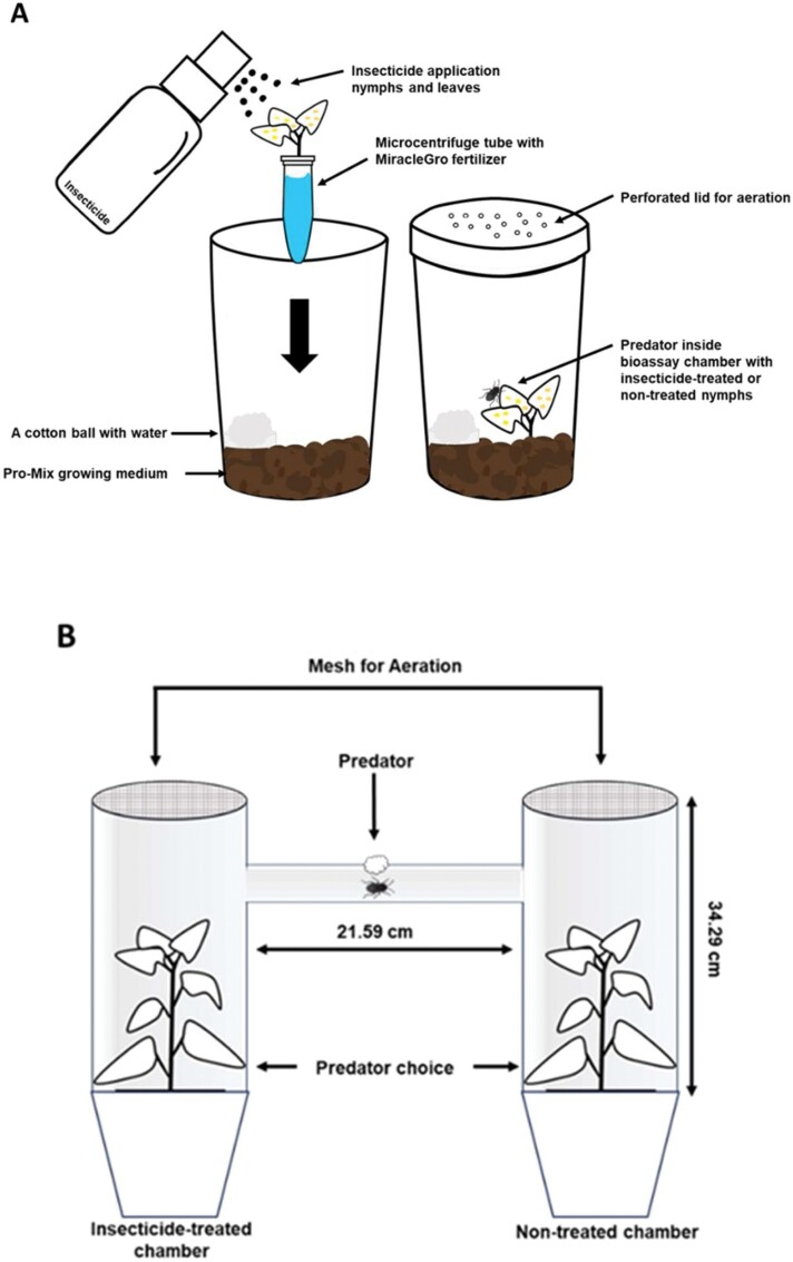 Direct and indirect effects of selective insecticides on 2 generalist predators of Bemisia tabaci (Hemiptera: Aleyrodidae).