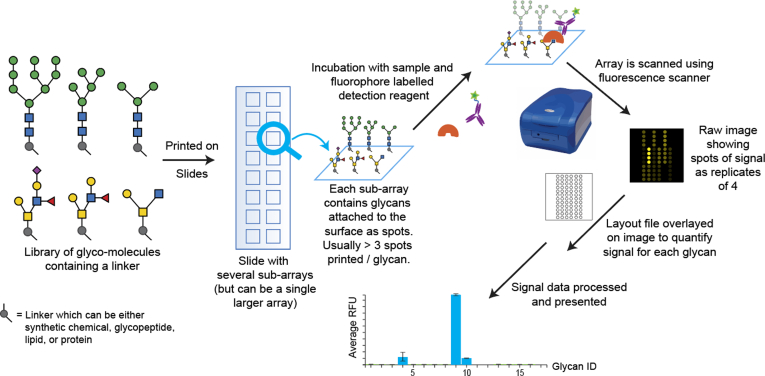 Insights Into Glycobiology and the Protein-Glycan Interactome Using Glycan Microarray Technologies.