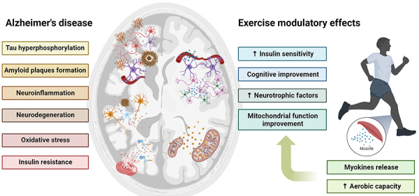 Physical exercise-mediated neuroprotective mechanisms in Parkinson's disease, Alzheimer's disease, and epilepsy.