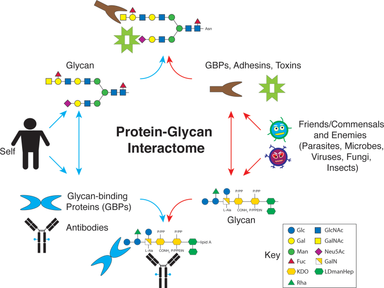 Insights Into Glycobiology and the Protein-Glycan Interactome Using Glycan Microarray Technologies.