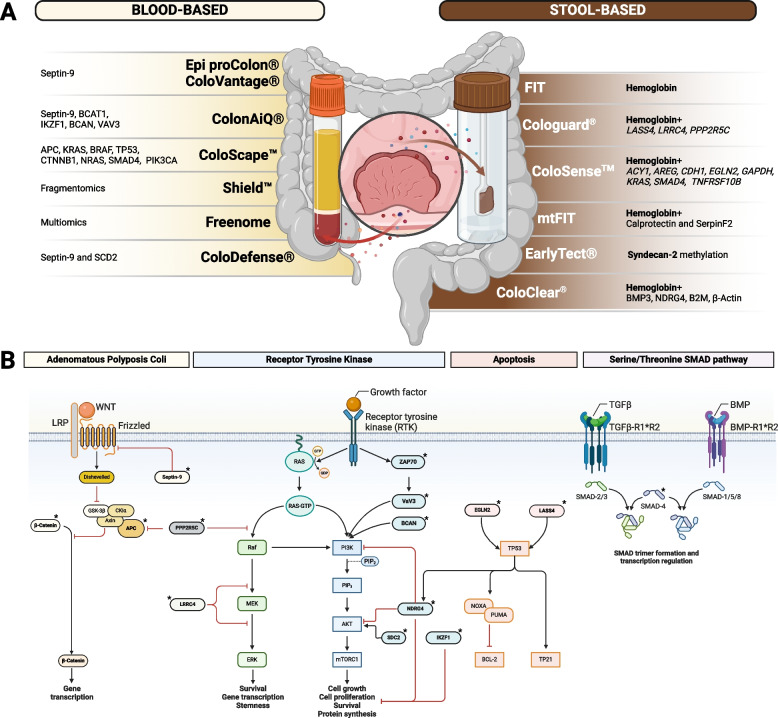 Stool and blood biomarkers for colorectal cancer management: an update on screening and disease monitoring.