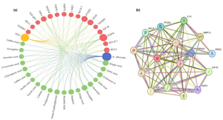 Exploring the therapeutic potential of <i>Emblica officinalis</i> natural compounds against hepatocellular carcinoma (HCC): a computational approach.