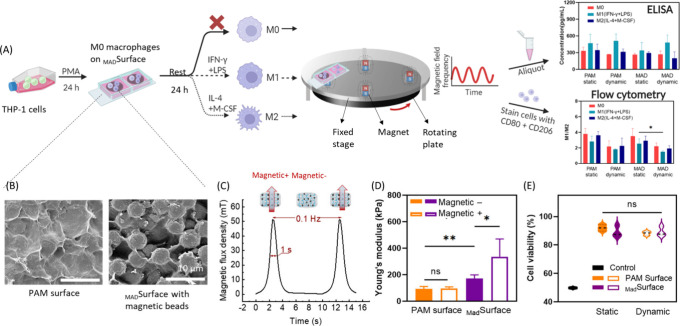 Magnetically Driven Hydrogel Surfaces for Modulating Macrophage Behavior.