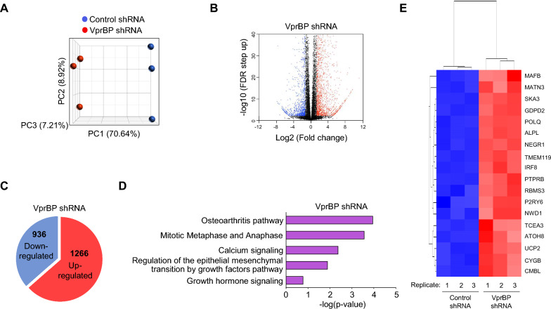 VprBP regulates osteoclast differentiation via an epigenetic mechanism involving histone H2A phosphorylation.