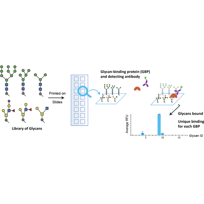 Insights Into Glycobiology and the Protein-Glycan Interactome Using Glycan Microarray Technologies.