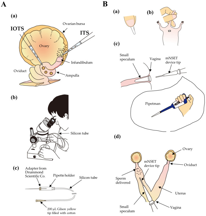 Artificial Insemination as a Possible Convenient Tool to Acquire Genome-Edited Mice via In Vivo Fertilization with Engineered Sperm.