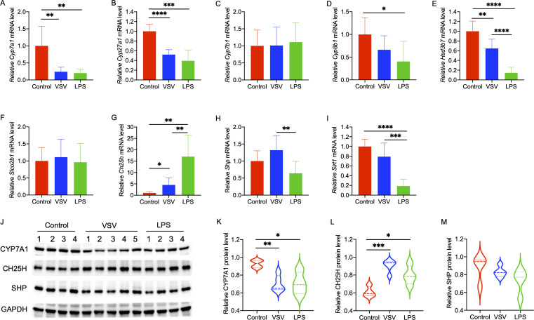 VSV infection and LPS treatment alter serum bile acid profiles, bile acid biosynthesis, and bile acid receptors in mice.
