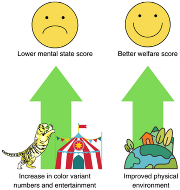 An Analysis of Welfare Standards Within Tiger (Panthera tigris) Facilities in Thailand.