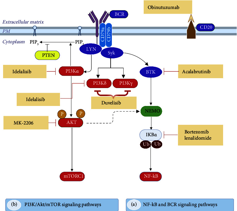 Advancements in B-Cell Non-Hodgkin's Lymphoma: From Signaling Pathways to Targeted Therapies.