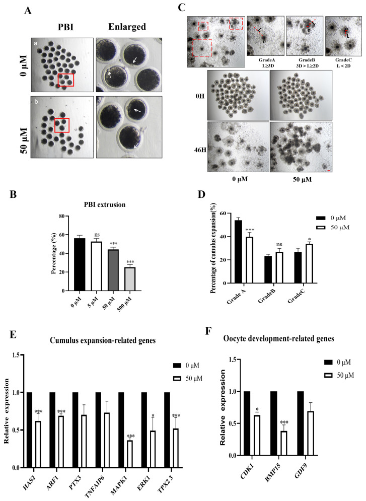 Methyl Paraben Affects Porcine Oocyte Maturation Through Mitochondrial Dysfunction.