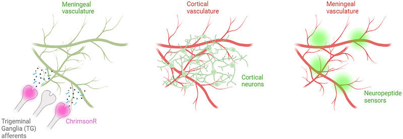 Harnessing Miniscope Imaging in Freely Moving Animals to Unveil Migraine Pathophysiology and Validate Novel Therapeutic Strategies.