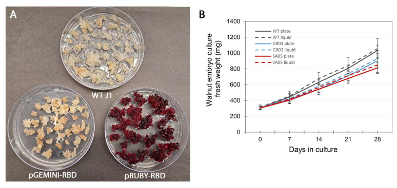 Leveraging Walnut Somatic Embryos as a Biomanufacturing Platform for Recombinant Proteins and Metabolites.