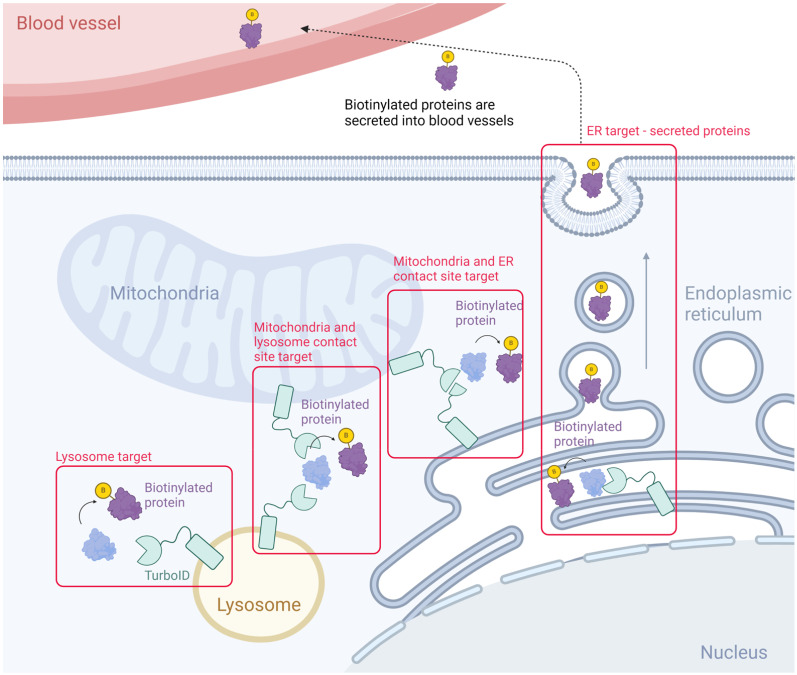 Precision proteomics with TurboID: mapping the suborganelle landscape.
