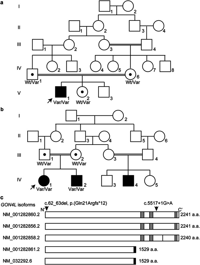 Biallelic loss-of-function variants in GON4L cause microcephaly and brain structure abnormalities.