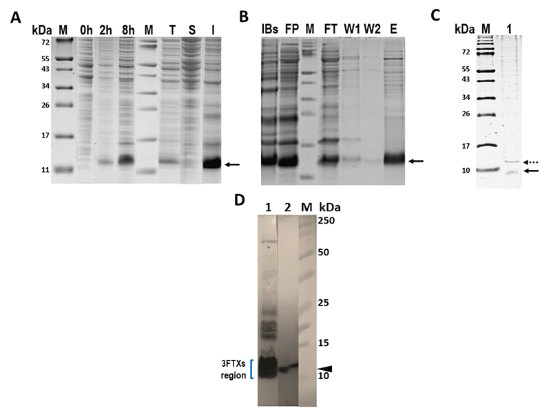 Immunogenic potential and neutralizing ability of a heterologous version of the most abundant three-finger toxin from the coral snake <i>Micrurus mipartitus</i>.