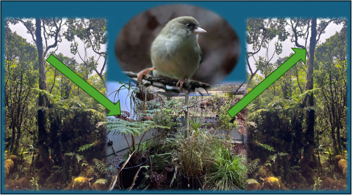 Starting From Scratch: Husbandry Techniques to Establish the First Population of 'Akikiki (Oreomystis bairdi) in Human Care Using Wild-Collected Eggs.