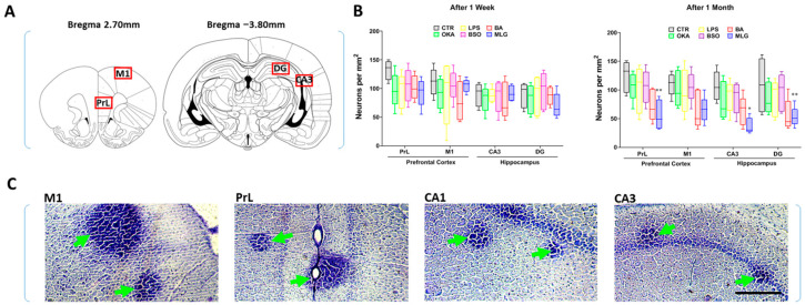 Comparative Study of Injected Alzheimer's Disease Models in Rats: Insights from Experimental Research.