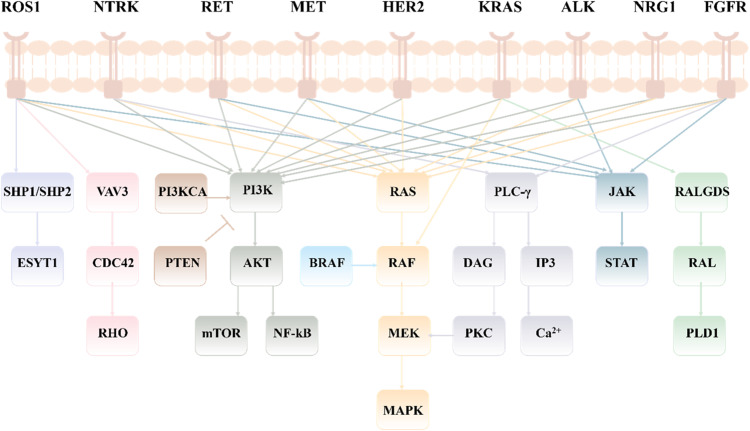 Advances in the Treatment of Rare Mutations in Non-Small Cell Lung Cancer.