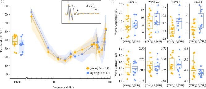 Resistance to age-related hearing loss in the echolocating big brown bat (<i>Eptesicus fuscus</i>).