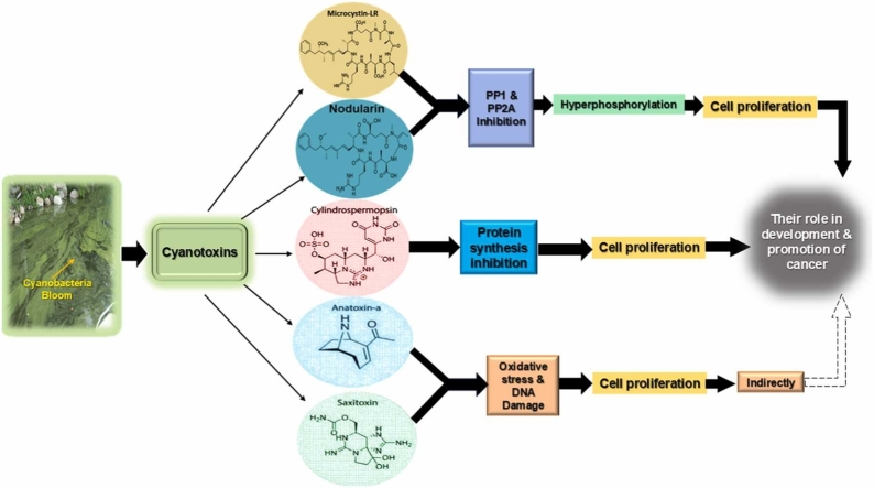 Role of cyanotoxins in the development and promotion of cancer.