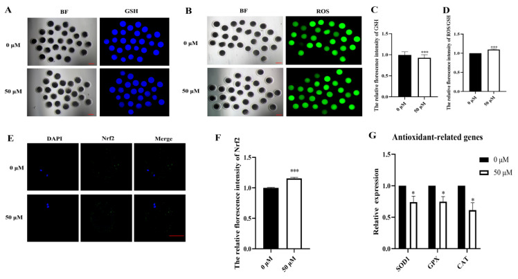 Methyl Paraben Affects Porcine Oocyte Maturation Through Mitochondrial Dysfunction.