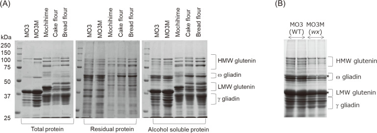 Characterization of <i>waxy</i> Diploid Wheat Flour and its Possible Practical Use.