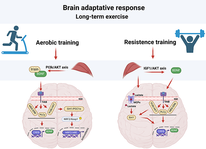 Physical exercise-mediated neuroprotective mechanisms in Parkinson's disease, Alzheimer's disease, and epilepsy.