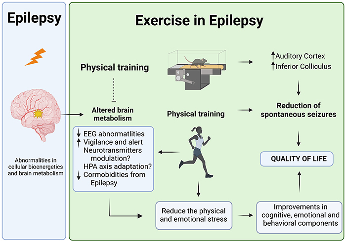 Physical exercise-mediated neuroprotective mechanisms in Parkinson's disease, Alzheimer's disease, and epilepsy.