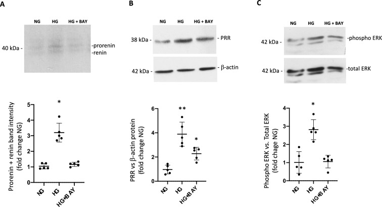 GLUT1 and prorenin receptor mediate differential regulation of TGF-β and CTGF in renal inner medullary collecting duct cells during high glucose conditions.