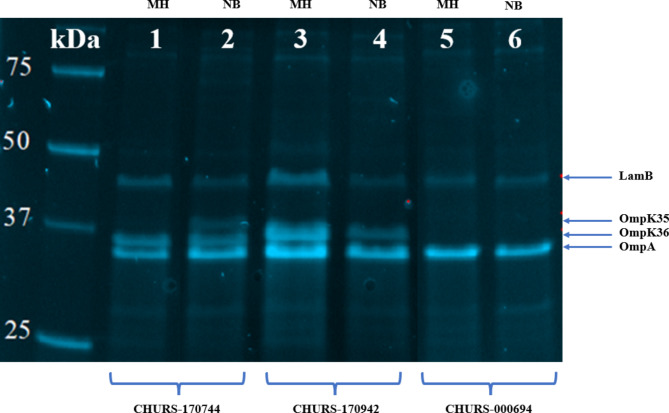 Porin expression in clinical isolates of Klebsiella pneumoniae: a comparison of SDS-PAGE and MALDI-TOF/MS and limitations of whole genome sequencing analysis.