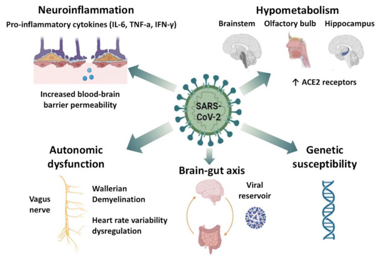 Current update on the neurological manifestations of long COVID: more questions than answers.