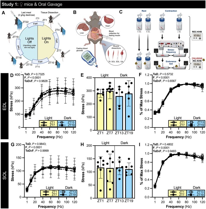 Intrinsic Skeletal Muscle Function and Contraction-Stimulated Glucose Uptake Do Not Vary by Time-of-Day in Mice.