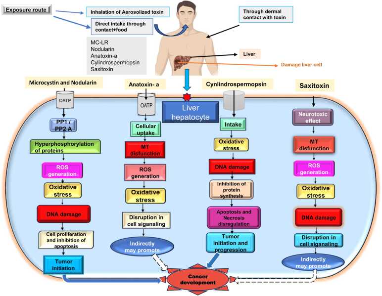 Role of cyanotoxins in the development and promotion of cancer.