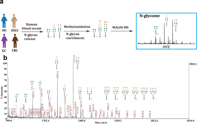 Identification of serum N-glycans signatures in three major gastrointestinal cancers by high-throughput N-glycome profiling.