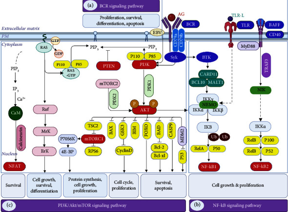 Advancements in B-Cell Non-Hodgkin's Lymphoma: From Signaling Pathways to Targeted Therapies.