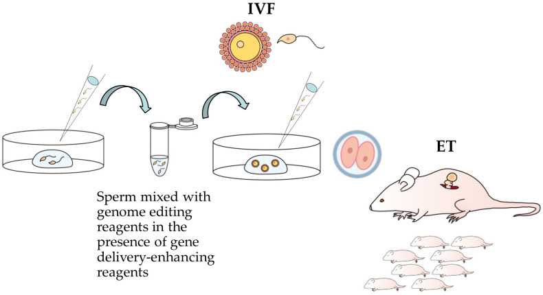 Artificial Insemination as a Possible Convenient Tool to Acquire Genome-Edited Mice via In Vivo Fertilization with Engineered Sperm.