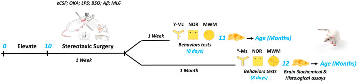 Comparative Study of Injected Alzheimer's Disease Models in Rats: Insights from Experimental Research.
