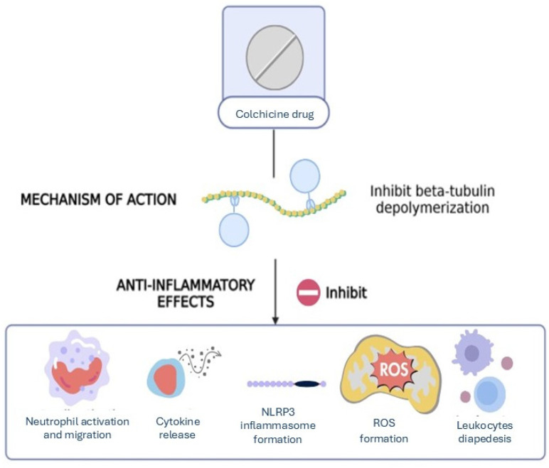 The Action of Colchicine in Patients with Metabolic Syndrome and Obesity: Perspectives and Challenges.