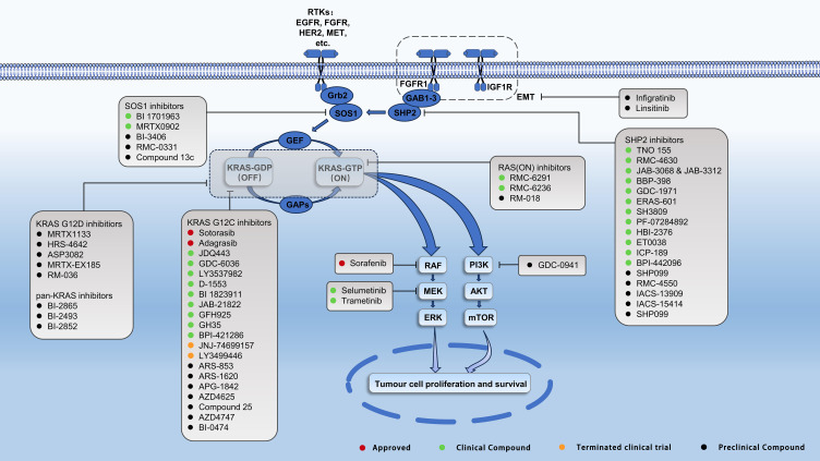 The Potential Treatment Options and Combination Strategies of KRAS-Mutated Lung Cancer.