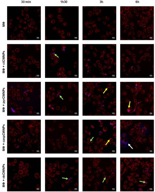 Cell wall nanoparticles from hyphae of <i>Alternaria infectoria</i> grown with caspofungin, nikkomycin, or pyroquilon trigger different activation profiles in macrophages.