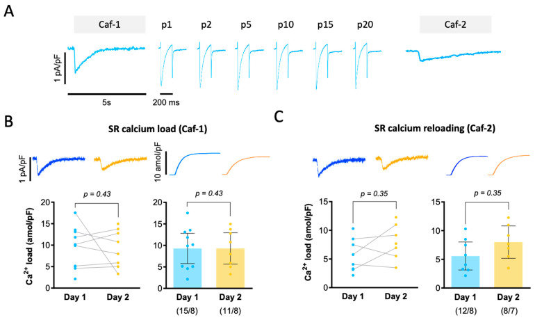 Impact of Overnight Storage of Human Atrial Myocytes on Intracellular Calcium Homeostasis and Electrophysiological Utility.